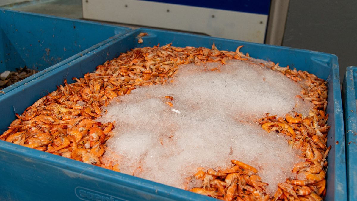 Fresh shrimp covered in ice in a processing crate
